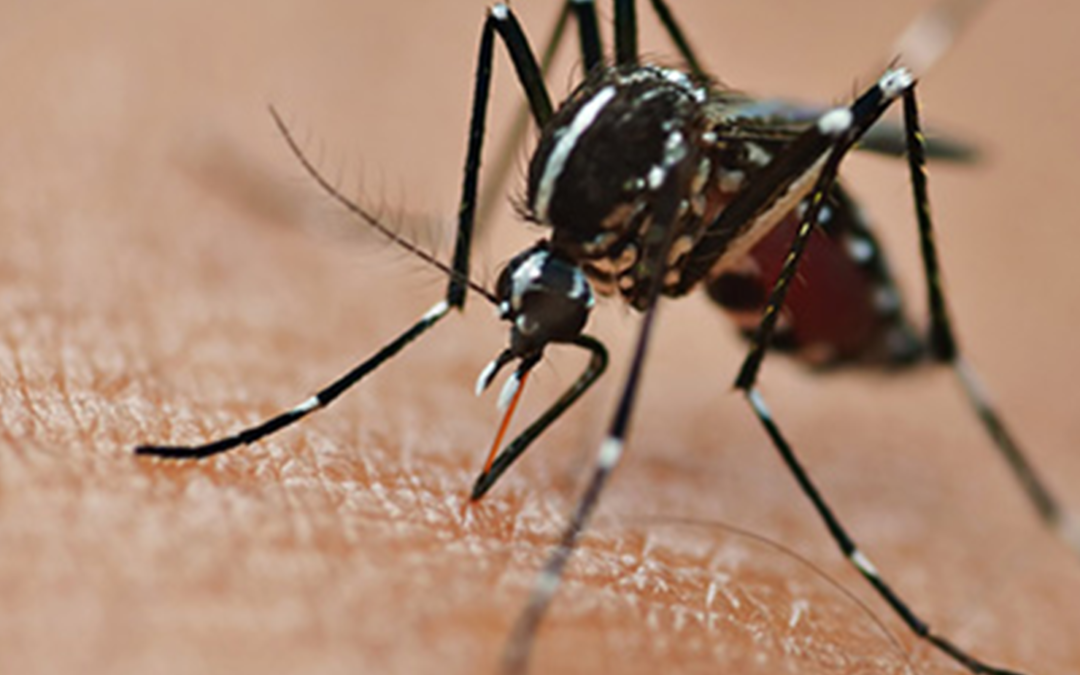 Epidémie de dengue à La Réunion : plus de 1 800 cas confirmés dans le nord, l’ouest et le sud de l’île depuis le 1er janvier 2018